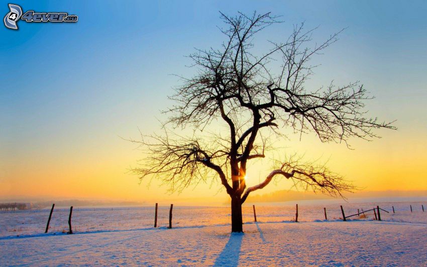 lombhullatott fa, magányos fa, napkelte, hó