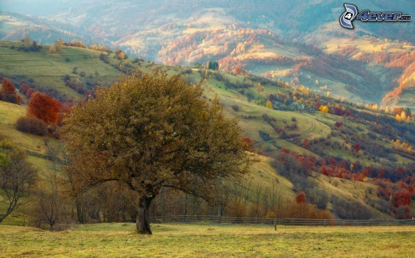 magányos fa, dombok, színes őszi fák
