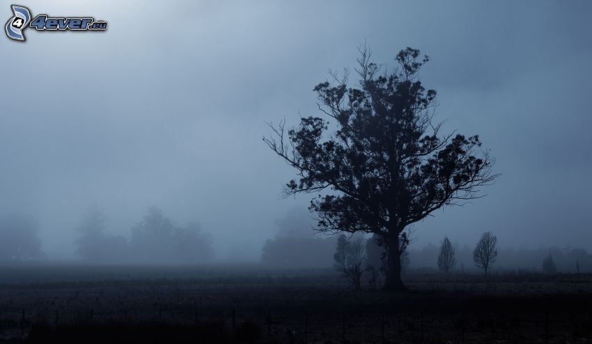 magányos fa, fa a ködben, fák