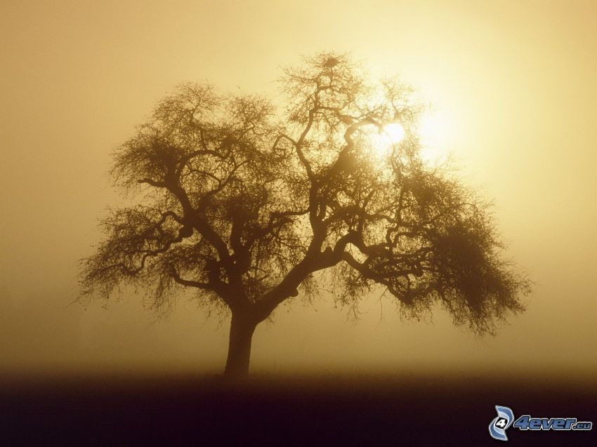magányos fa, gyenge nap, köd