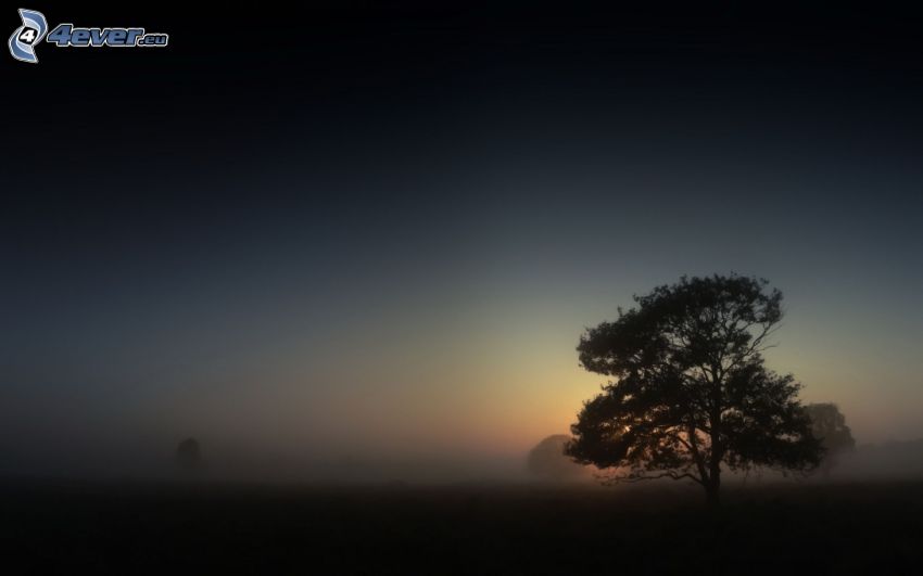 magányos fa, köd
