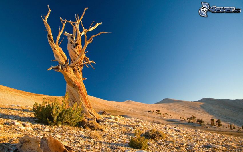 magányos fa, sivatag