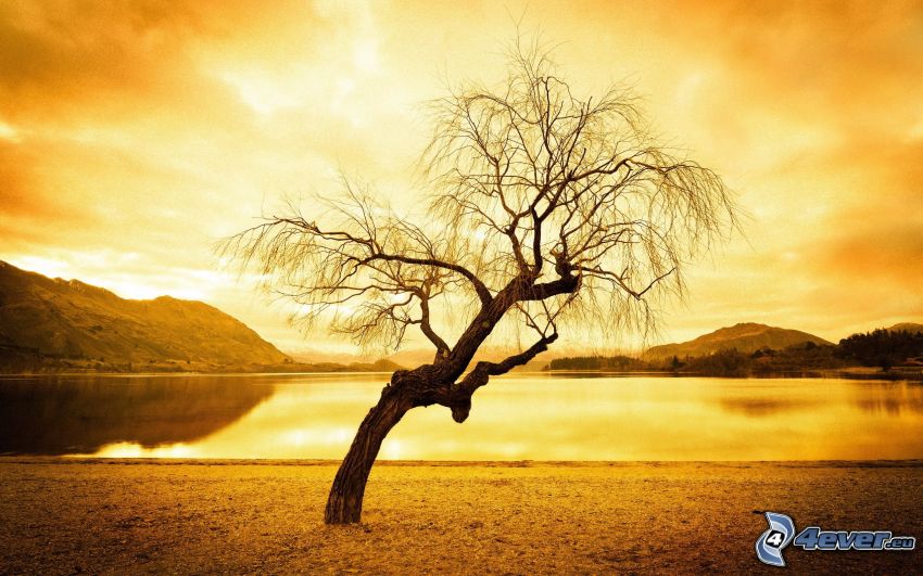 magányos fa, tó, sárga égbolt
