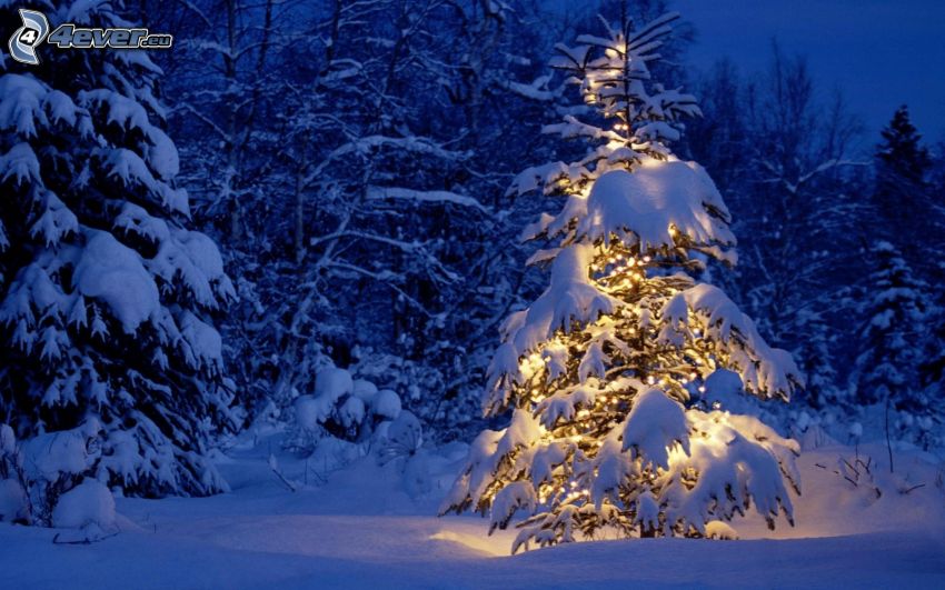 megvilágított fa, havas fák