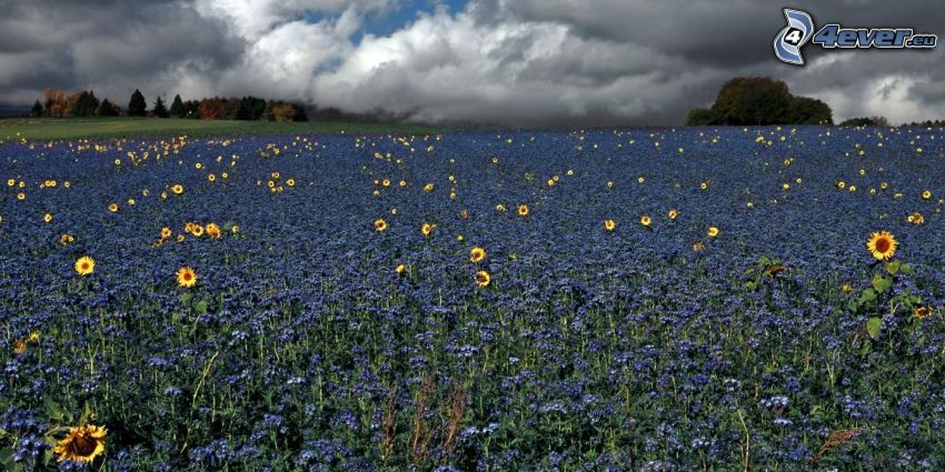 mező, napraforgók, kék virágok