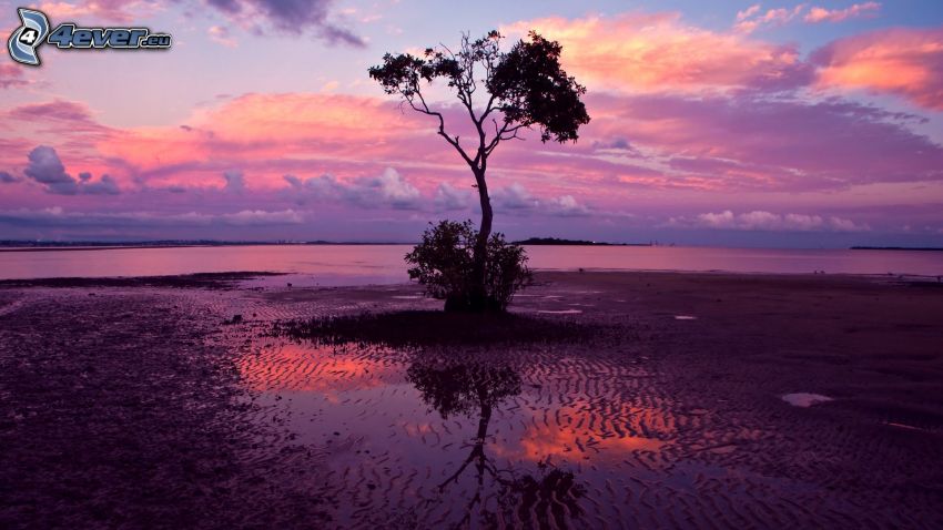 nagy tó, magányos fa, napnyugta után, rózsaszín ég