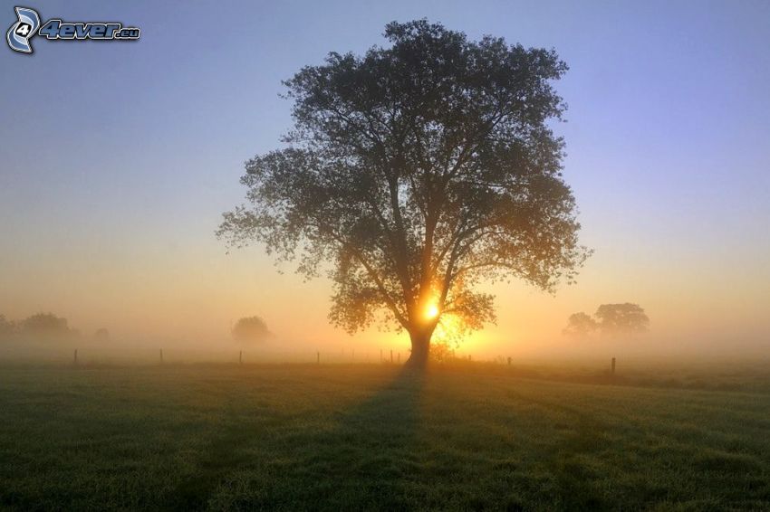 naplemente a fa mögött, magányos fa, fa a mezőn, földszinti köd