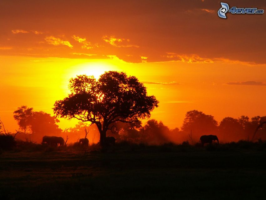 naplemente a fa mögött, szavanna, elefántok, narancssárga égbolt