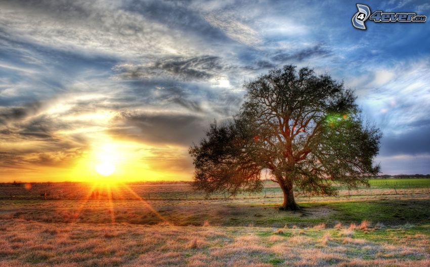 naplemente a mezőn túl, magányos fa, Texas, HDR