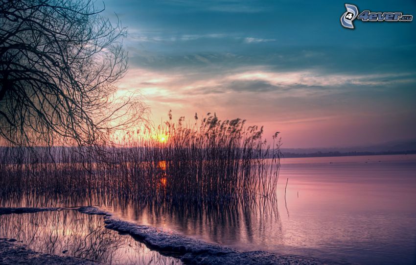 naplemente a tó mögött, magas fű, esti égbolt