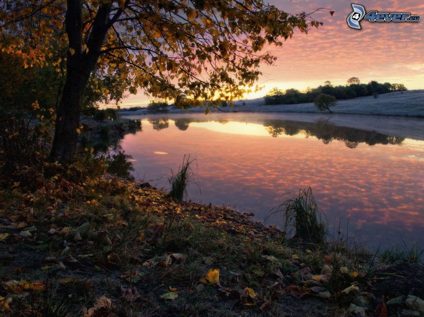 naplemente a tó mögött, őszi fa, lehullott levelek