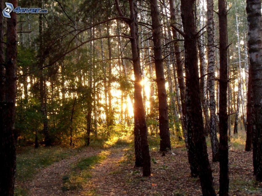 naplemente az erdőben, erdei út, nyírfaerdő