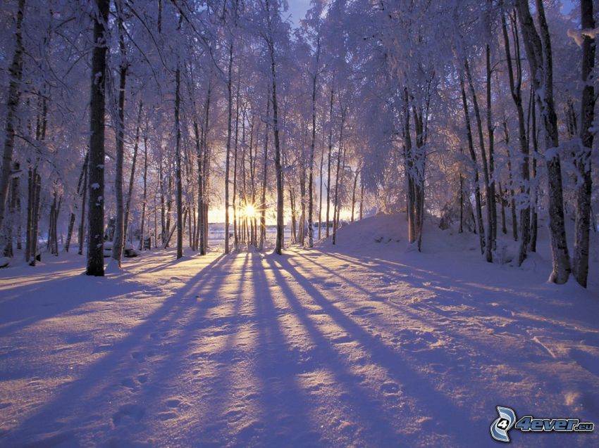naplemente az erdőben, havas erdő, fa árnyéka