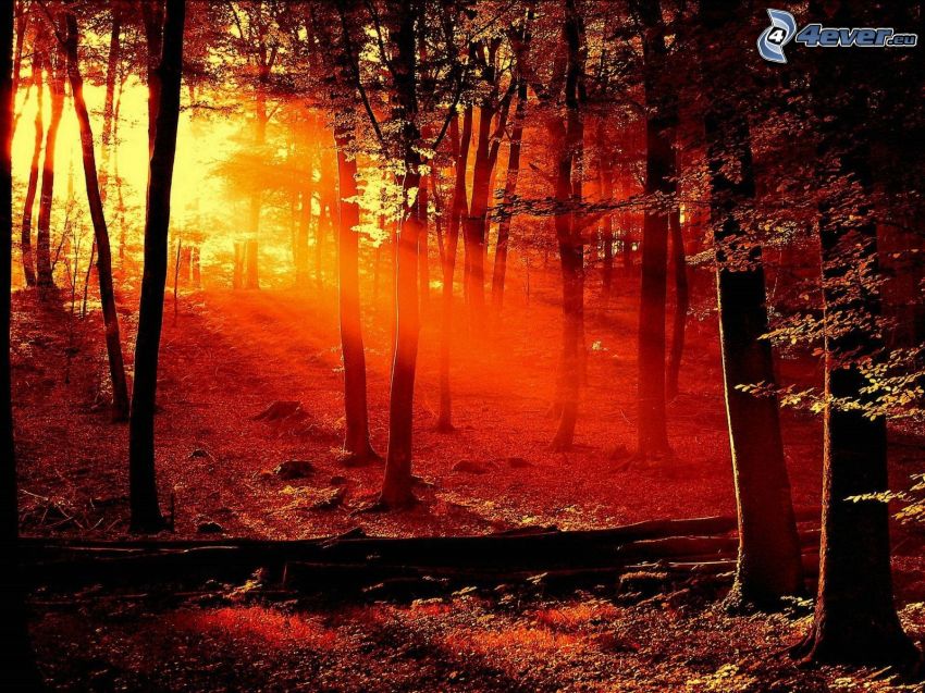 naplemente az erdőben, vörös naplemente, napsugarak