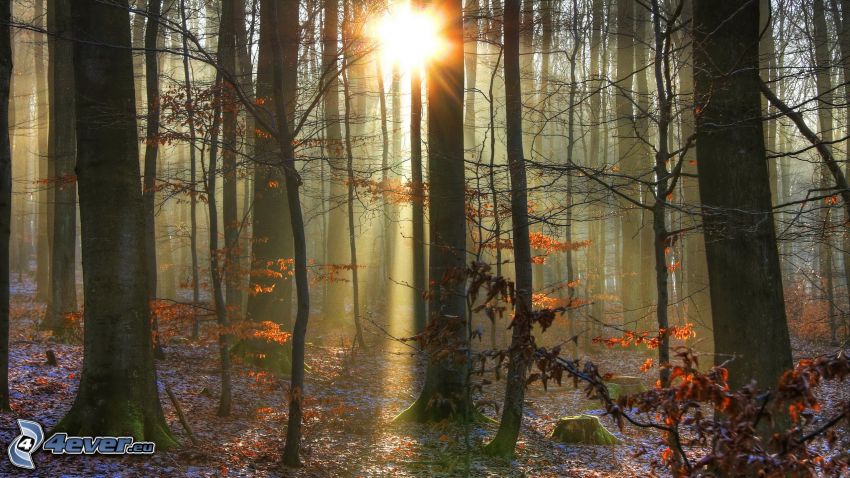 napsugarak az erdőben