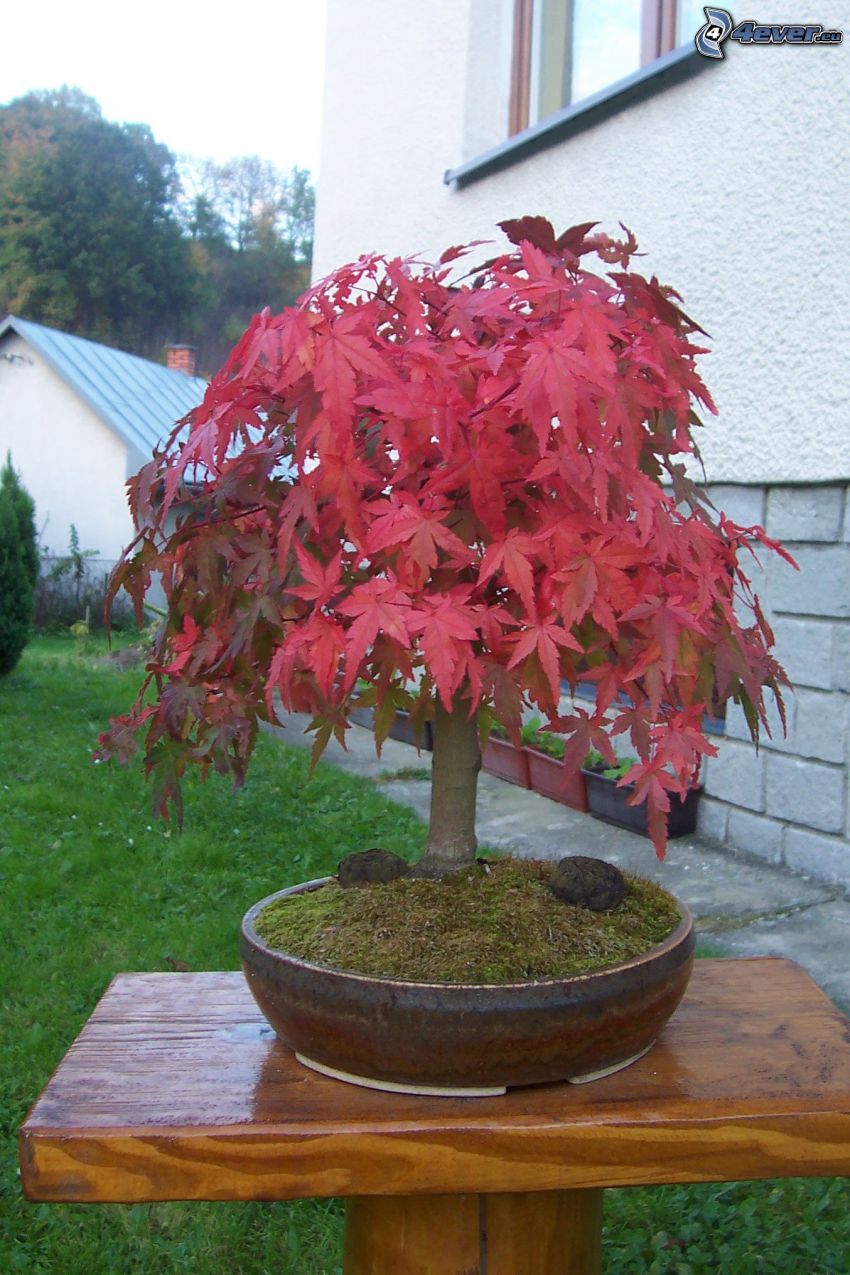 Acer Palmatum, bonszai