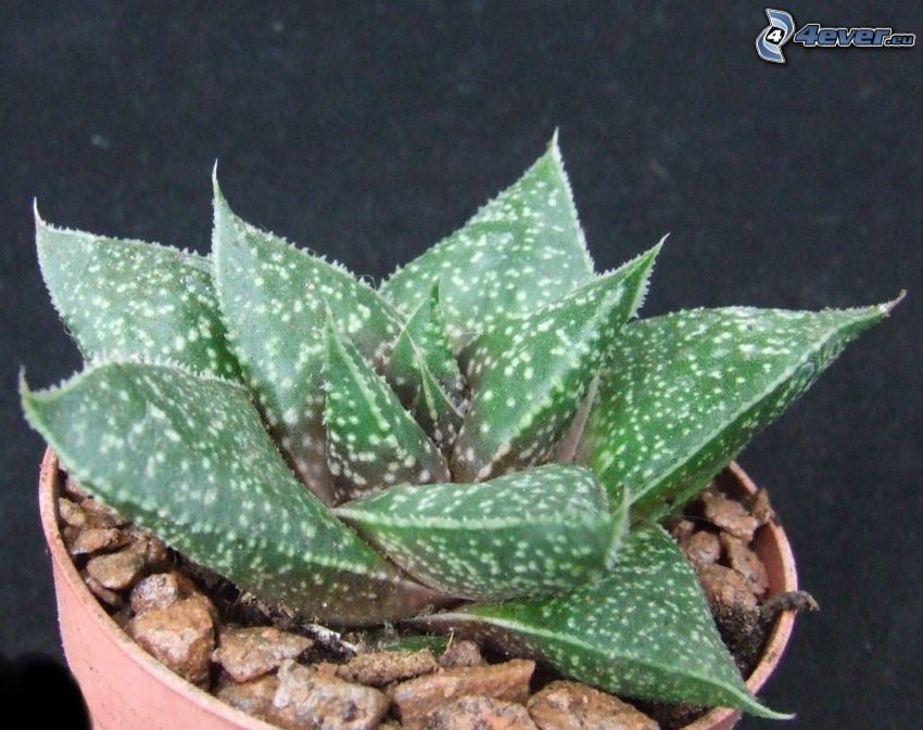 Aloe aristata, kövek
