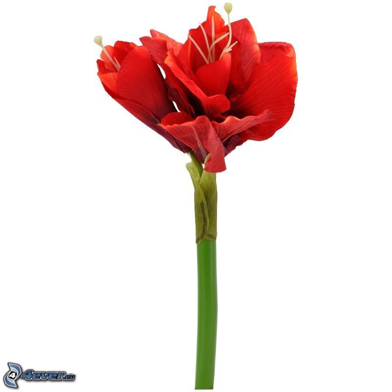 Amaryllis, piros virág