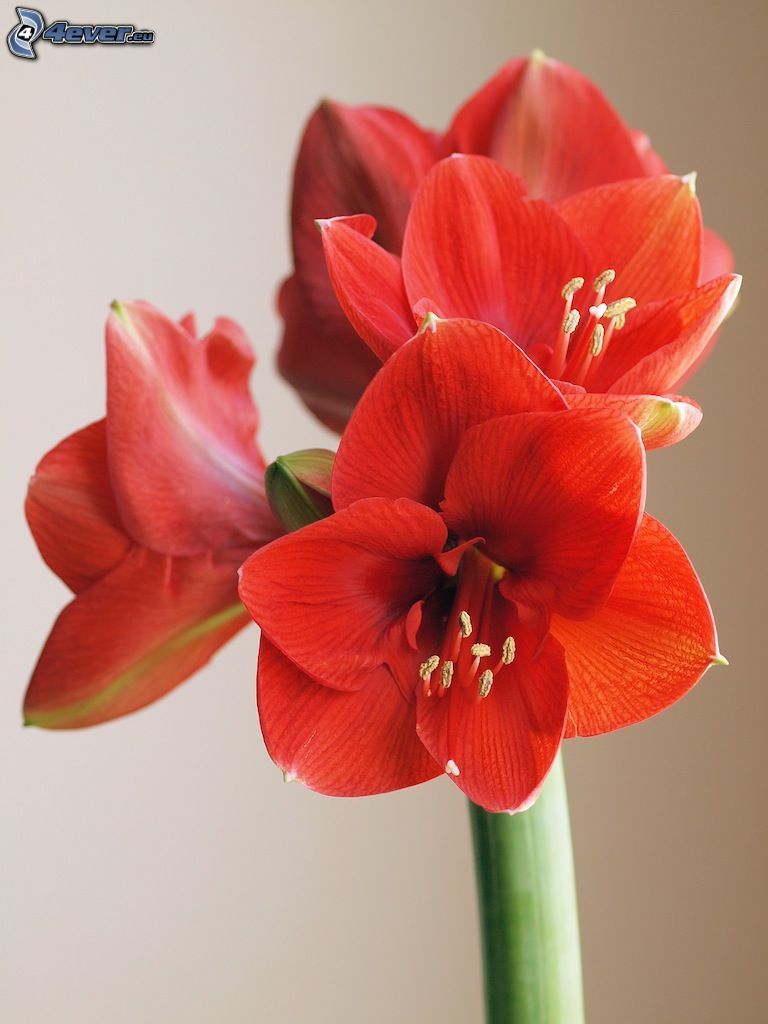 Amaryllis, piros virágok