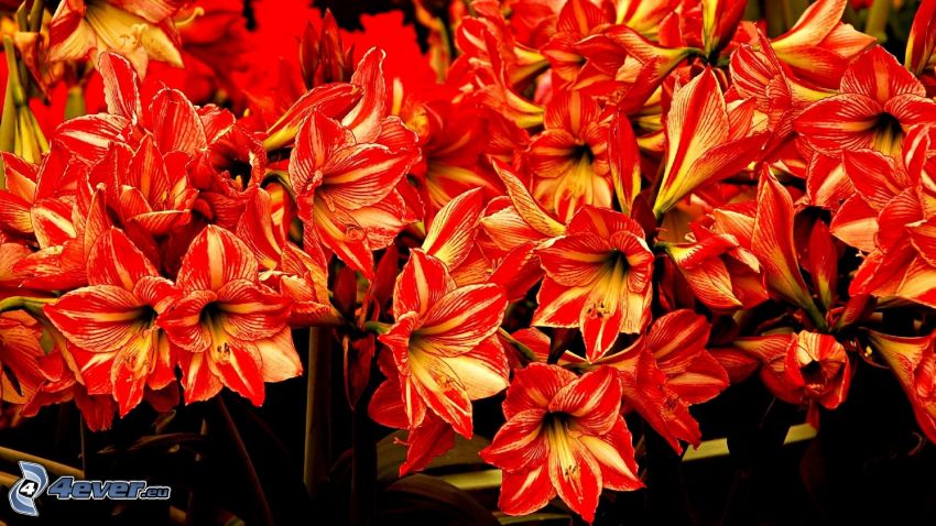 Amaryllis, piros virágok