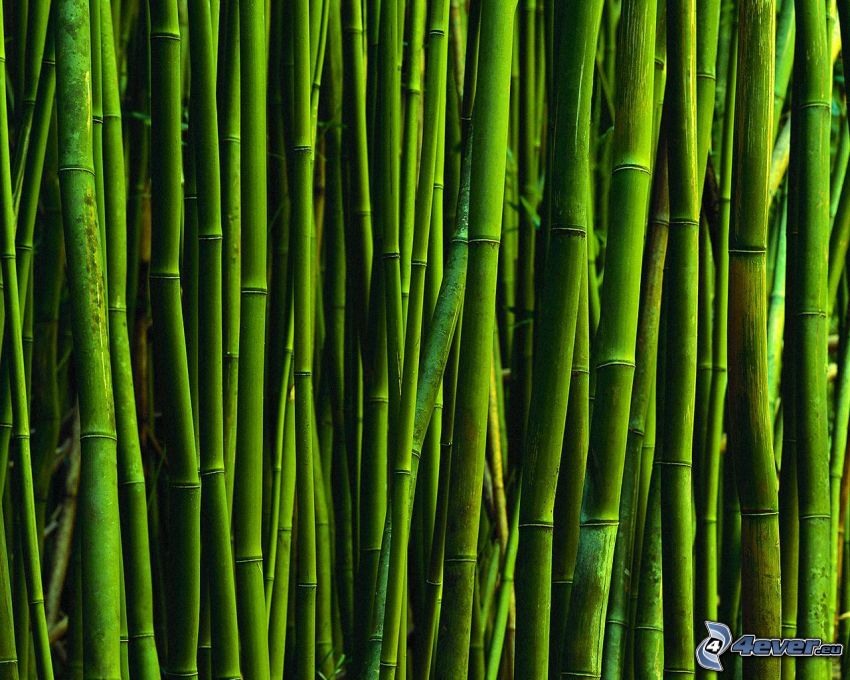 bambusz