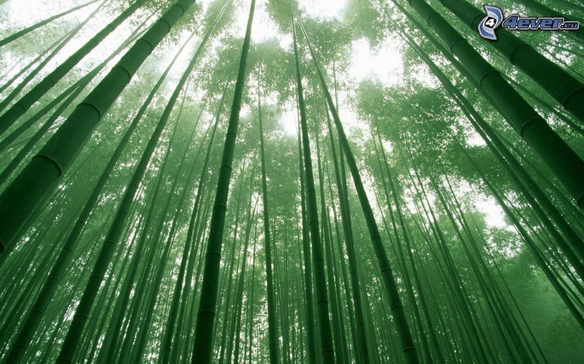 bambusz erdő