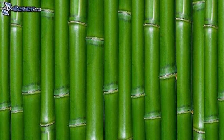 bambusz fa