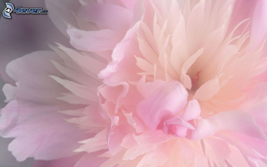 bazsarózsa, rózsaszín virág