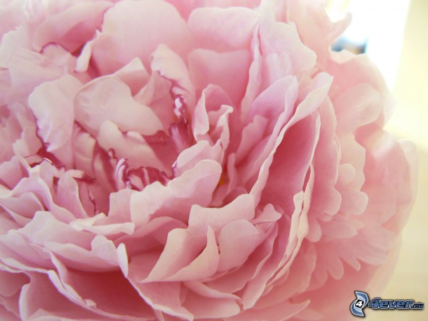 bazsarózsa, rózsaszín virág