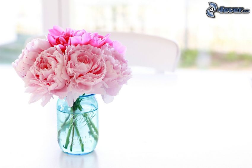 bazsarózsa, rózsaszín virágok, virágok vázában