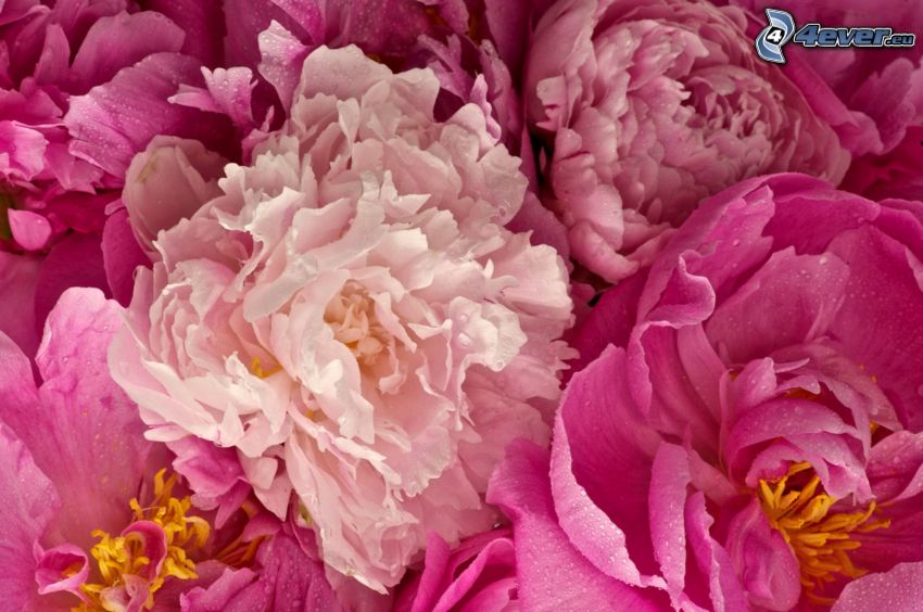 bazsarózsa, rózsaszín virágok