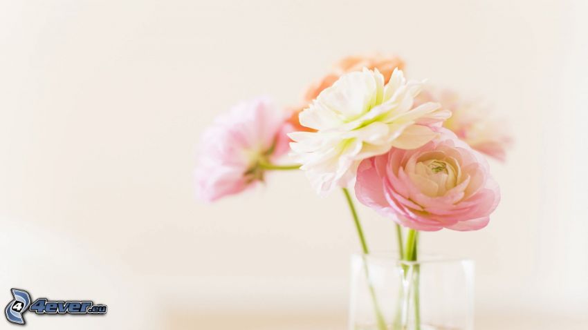 bazsarózsa, virágok vázában