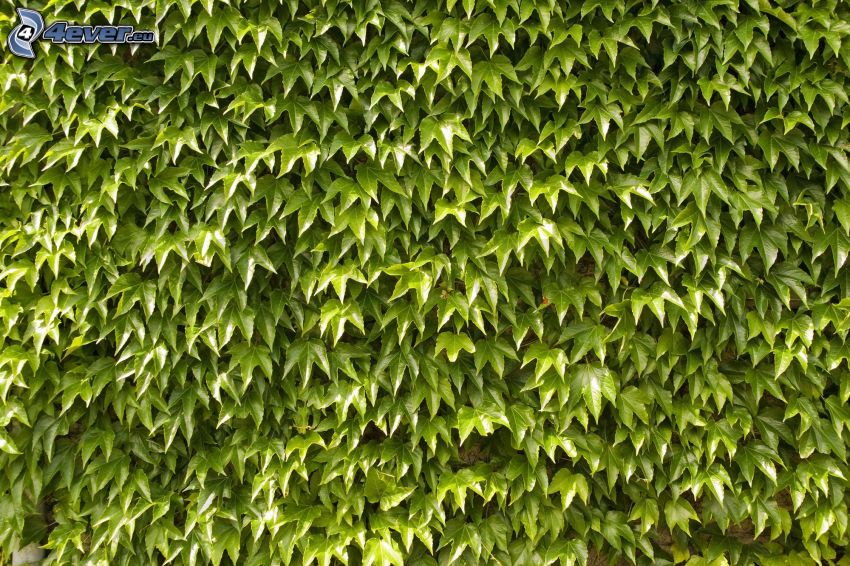borostyán, zöld levelek
