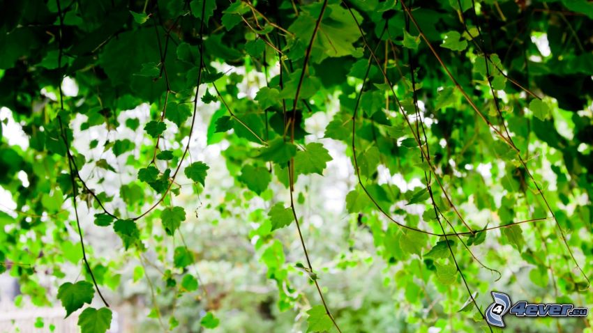 borostyán, zöld levelek