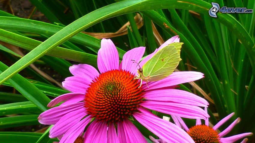 Echinacea, pillangó, fűszálak