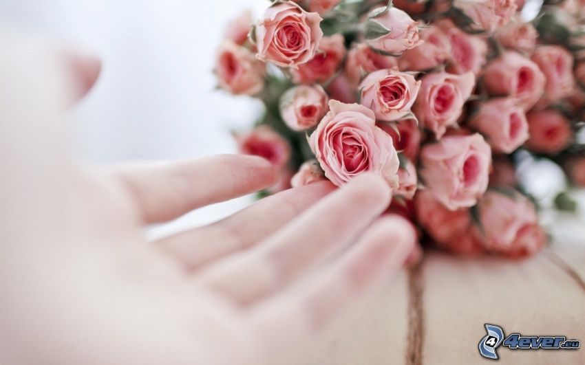 esküvői csokor, rózsaszín rózsák, kéz