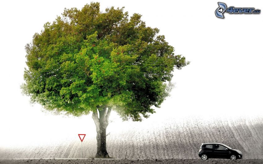 fa a mezőn, terebélyes fa, autó, útjelző tábla