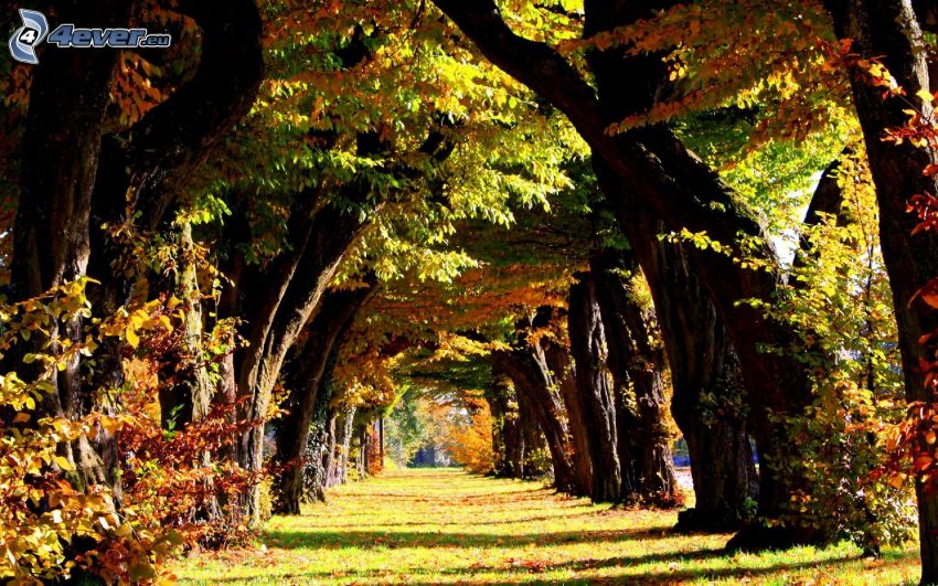 fa ösvény, színes levelek, ősz