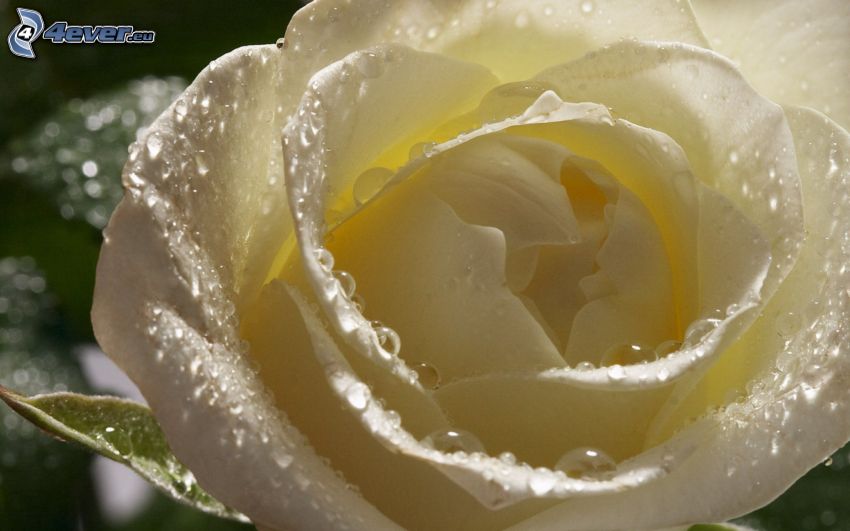 fehér rózsa, vízcseppek