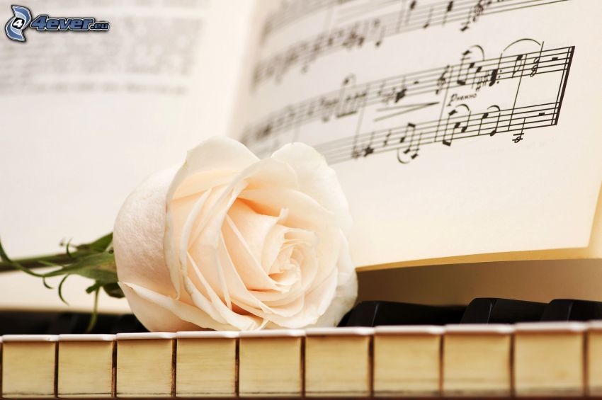 fehér rózsa, zongora, hangjegyek