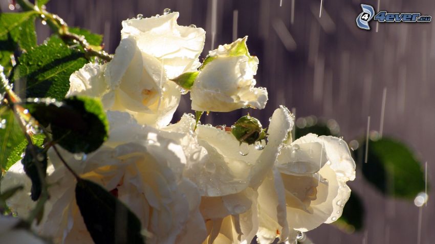 fehér rózsák, eső