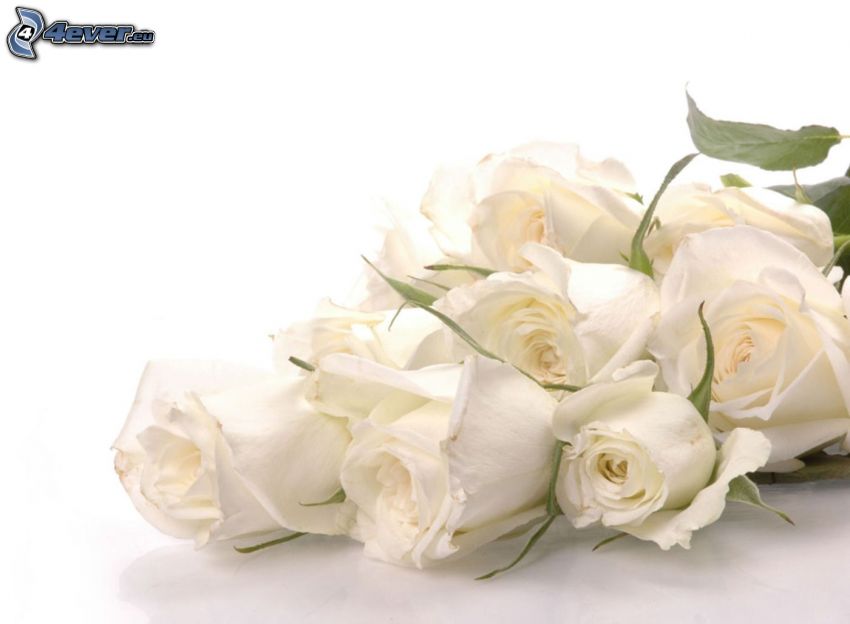 fehér rózsák