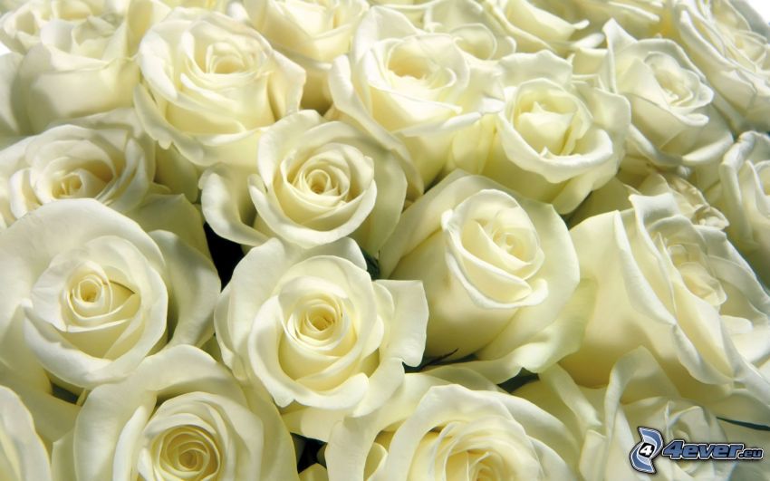 fehér rózsák