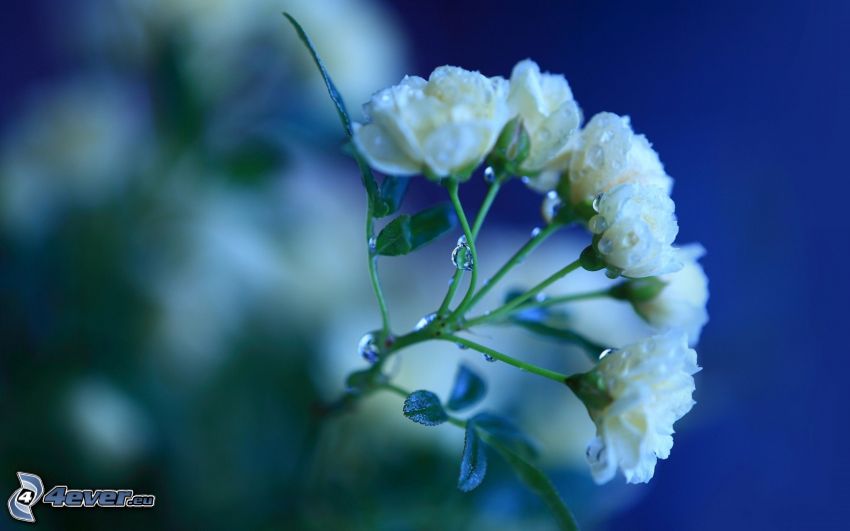 fehér virág, harmatos virág