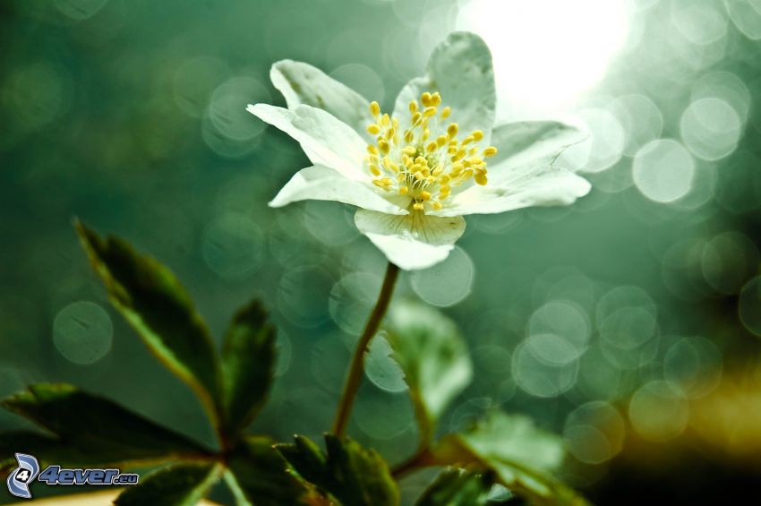 fehér virág
