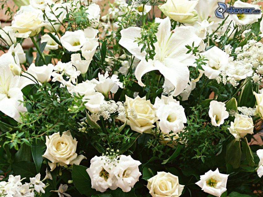 fehér virágok