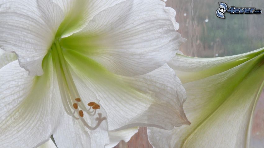 fehér virágok
