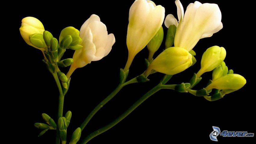 frézia, sárga virágok