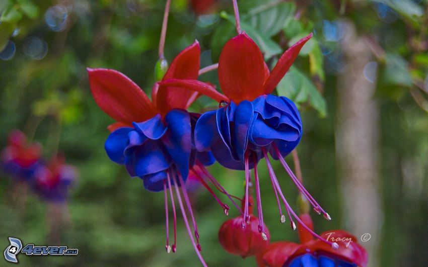 Fukszia, kék virágok