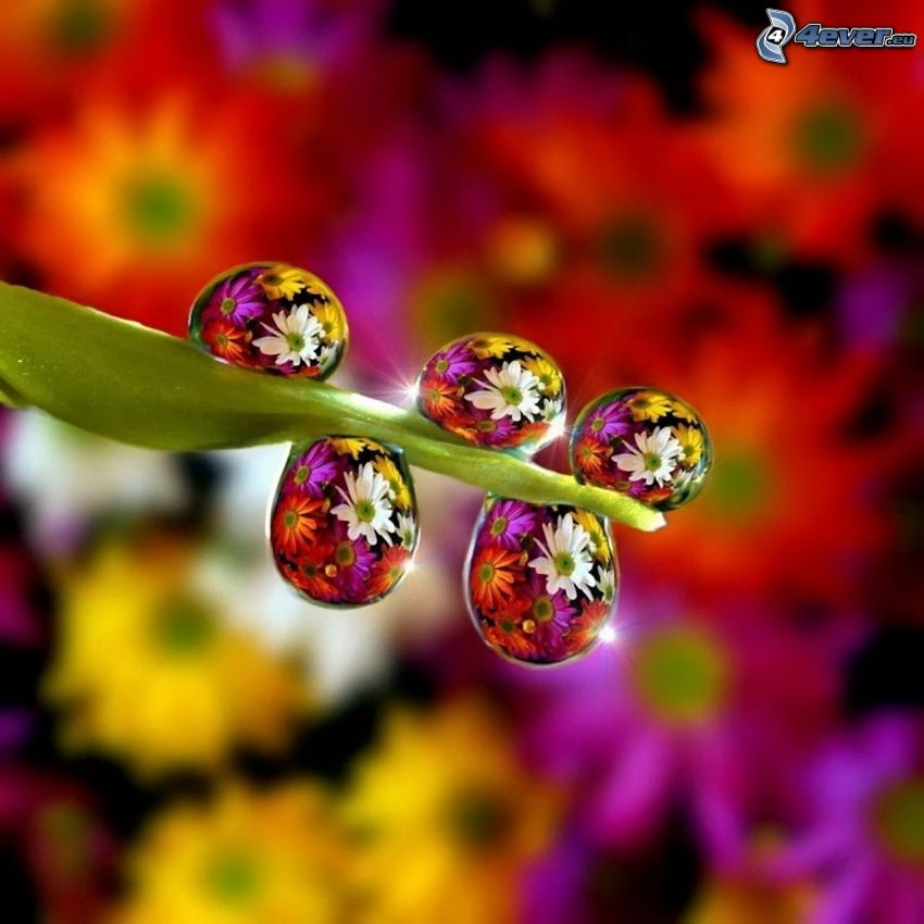 fűszál, vízcseppek, színes virágok, Photoshop